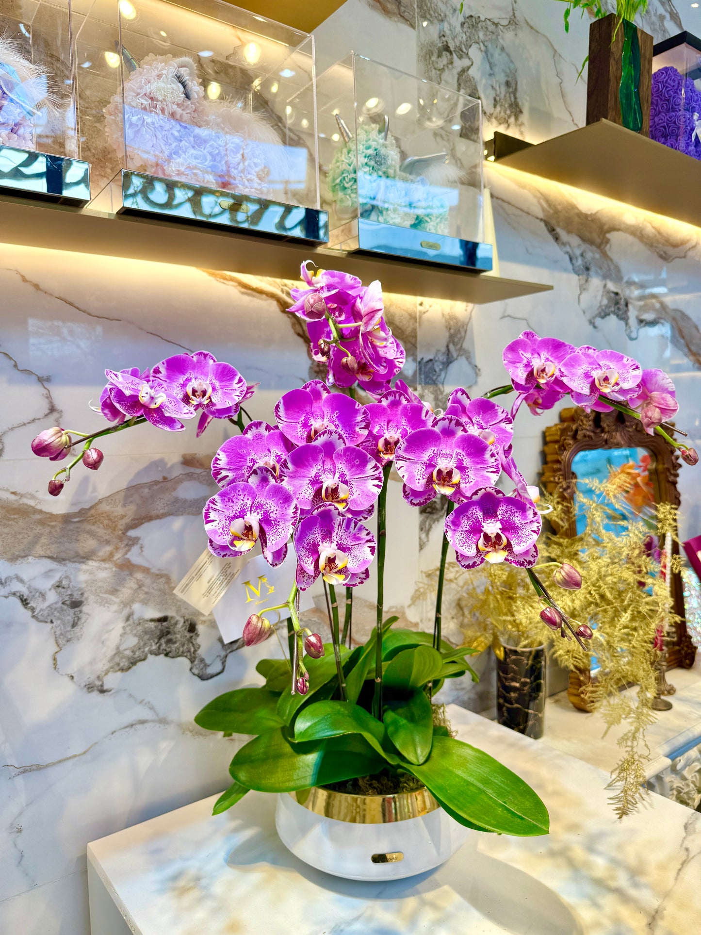 五株藏寶圖蘭花