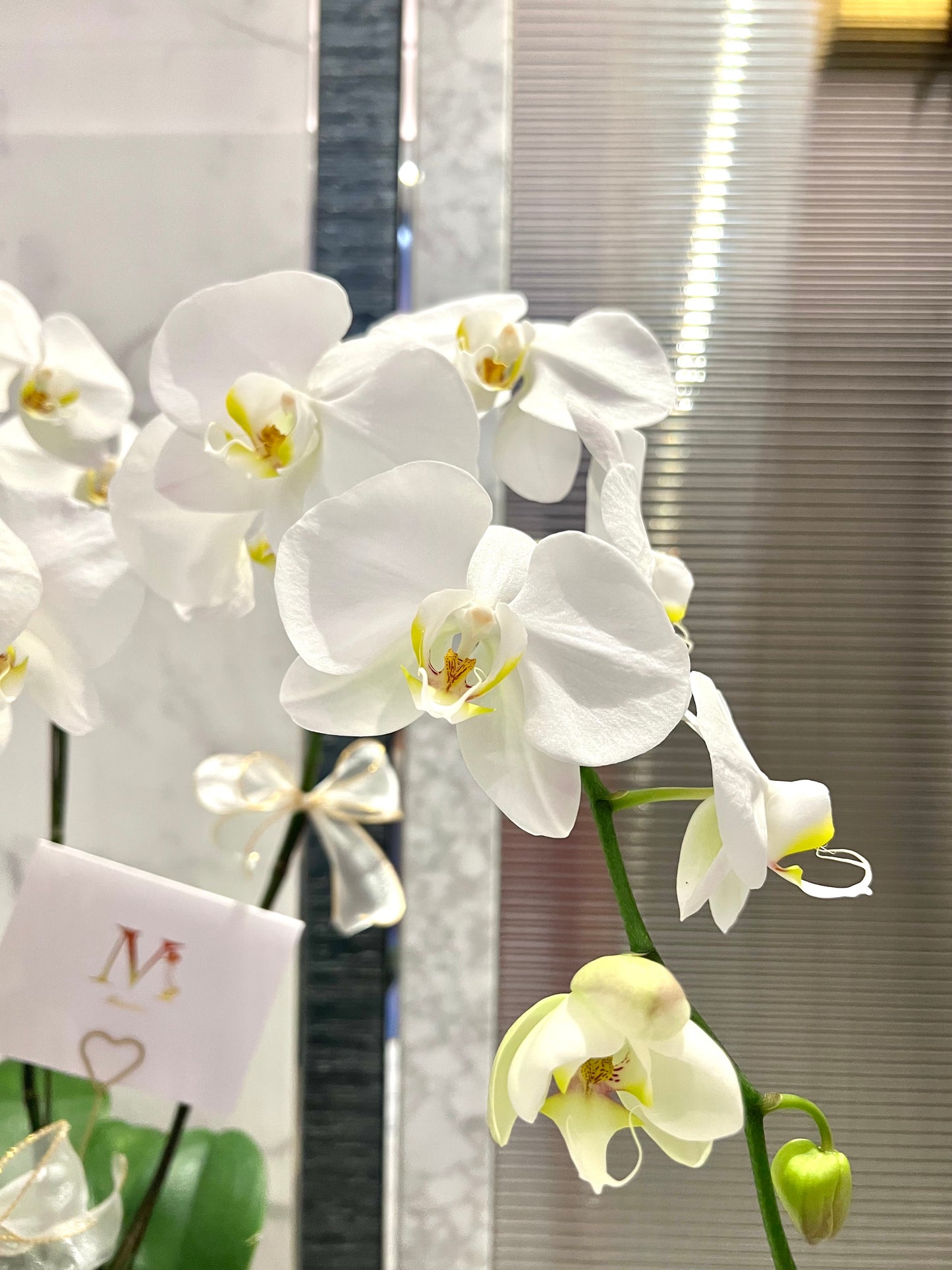 White Orchids Vase