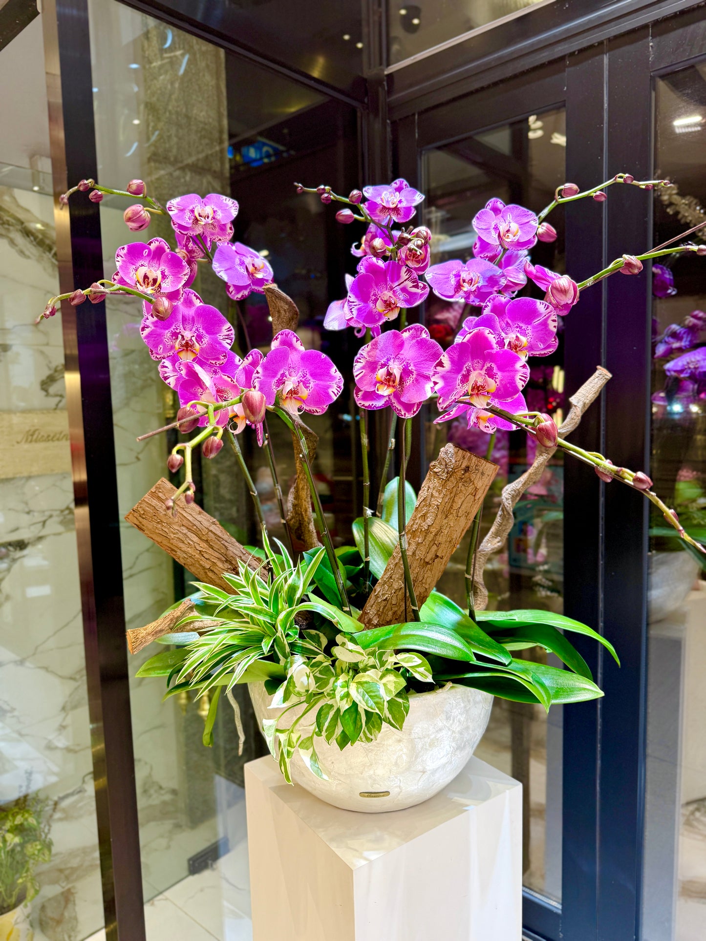 藏寶圖蘭花 Phalaenopsis Orchids