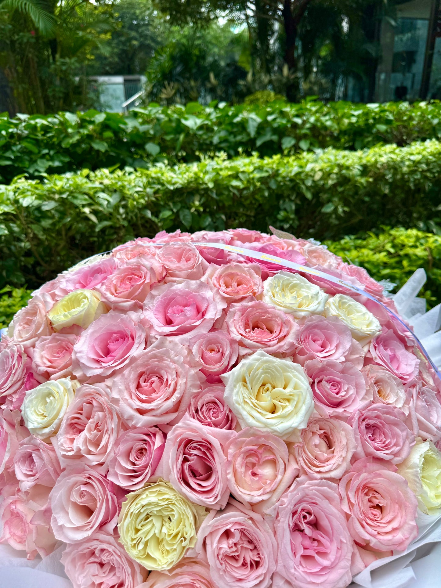 99 Pink Ecuadorian Roses
