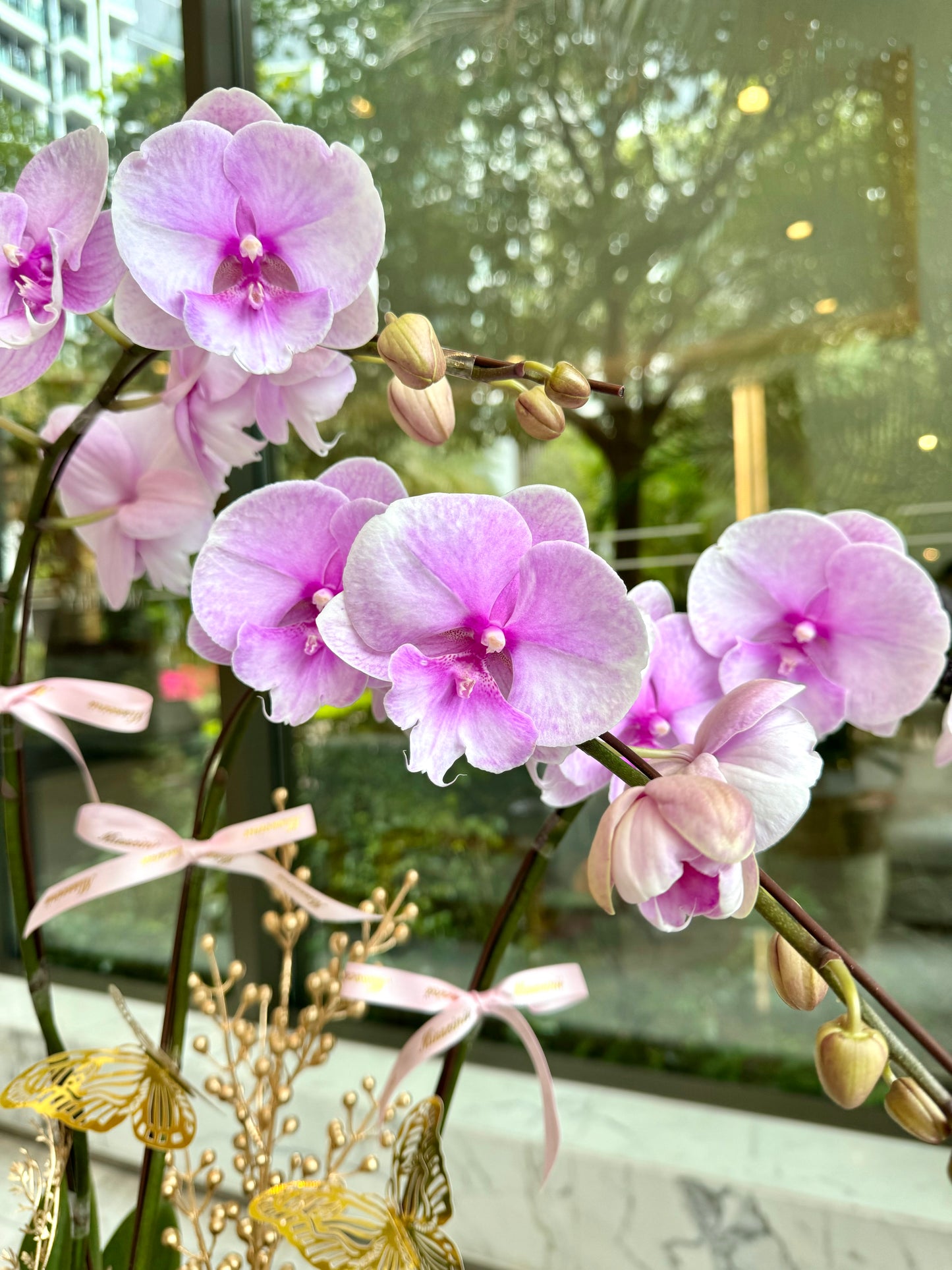 迎春接福 - 五株粉紅色蝴蝶蘭花