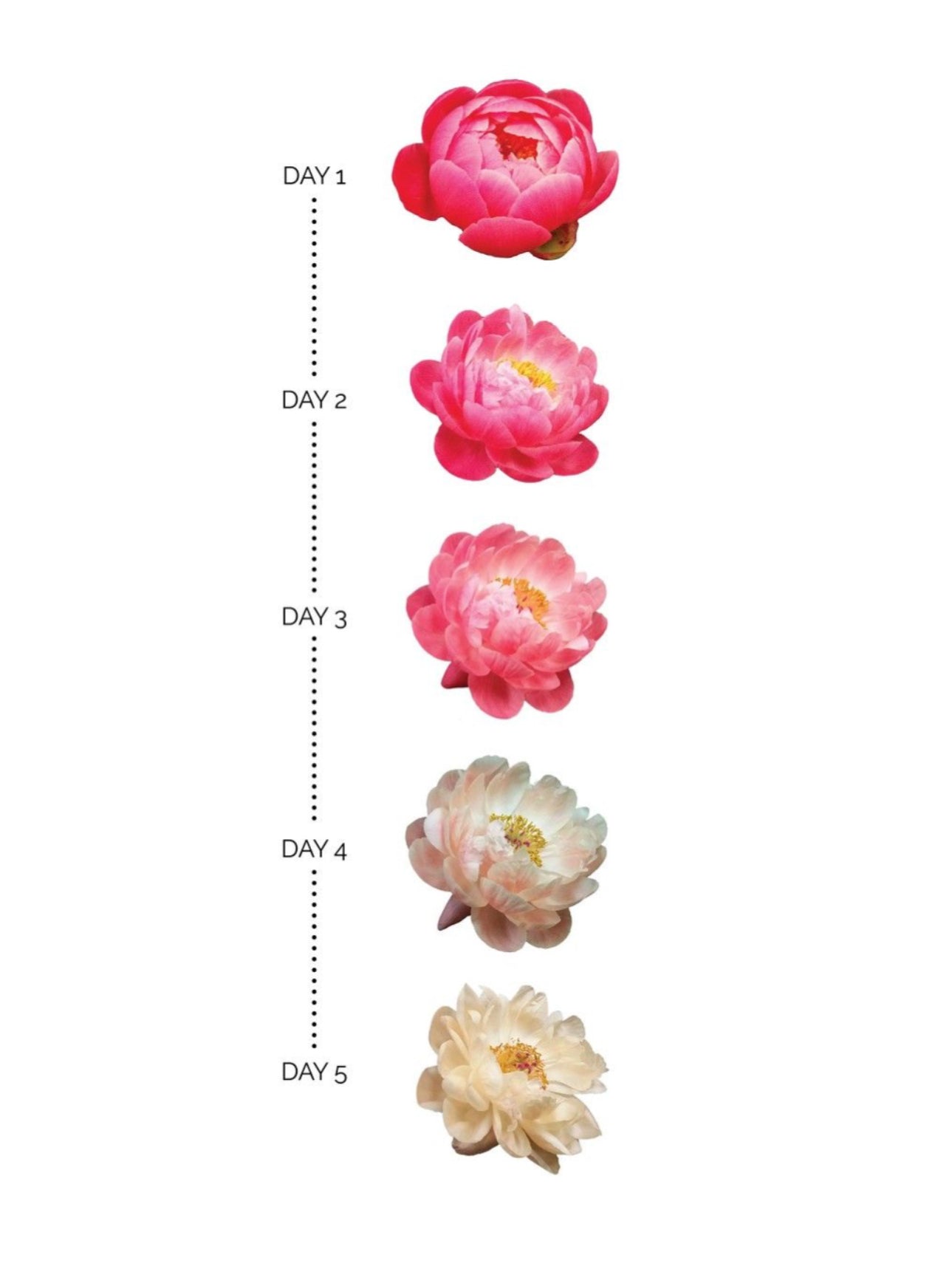 🪸🌅 Sunset - Coral Charm Peony 紐西蘭變色龍牡丹