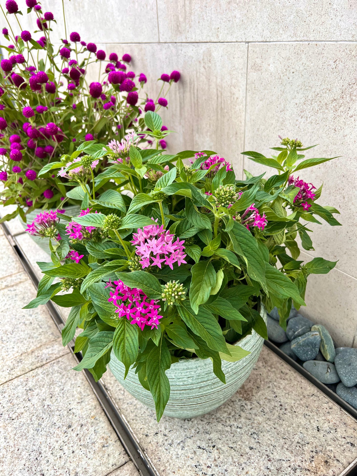 Pentas 五星花