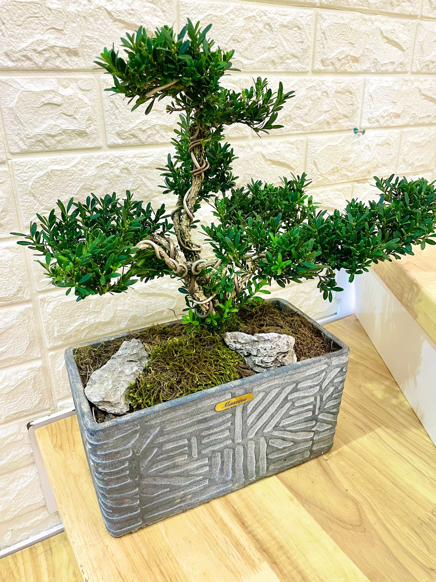 Green Home Plant 綠色植物針松盆栽
