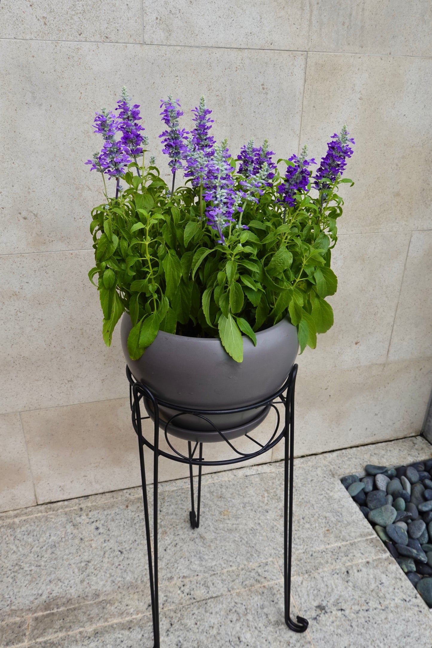 Lavender Salvia