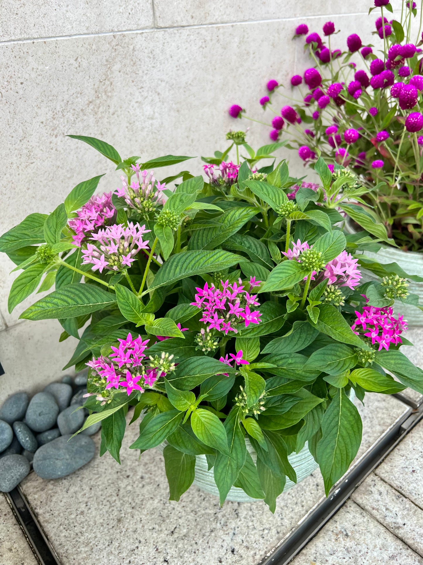 Pentas 五星花