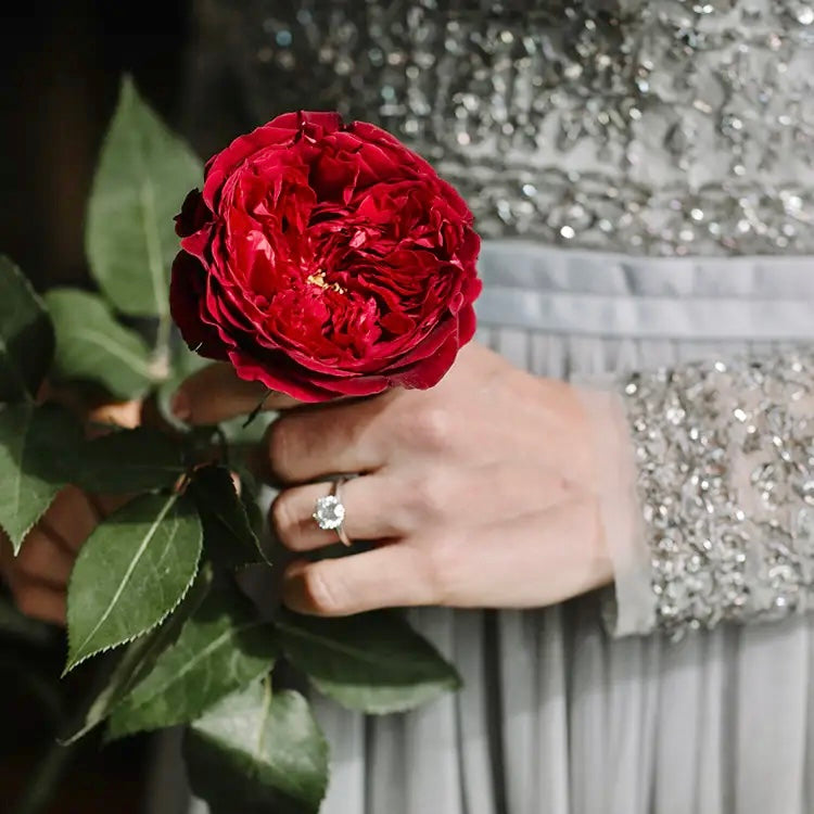 Scarlett - David Austin Red Garden Rose Tess