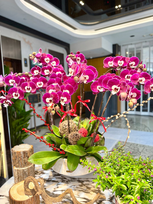 鴻縷蘭馨 - 賀年紅花白芯蝴蝶蘭花