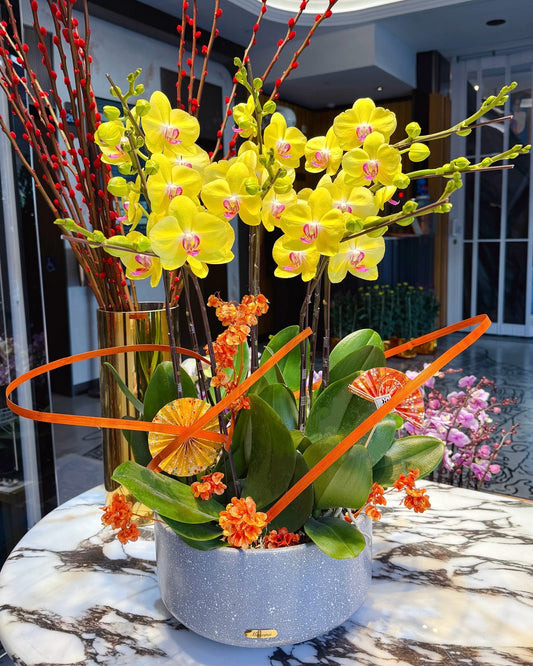 金玉滿堂 - 賀年黃色蝴蝶蘭花擺設