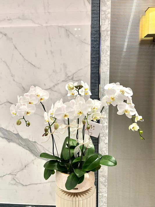 White Orchids Vase