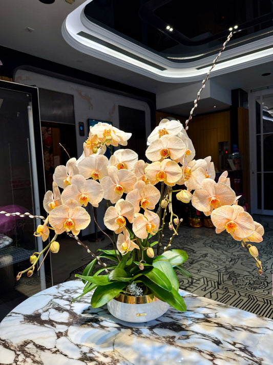 鎏金歲蘭 - 暖橙染色蝴蝶蘭花