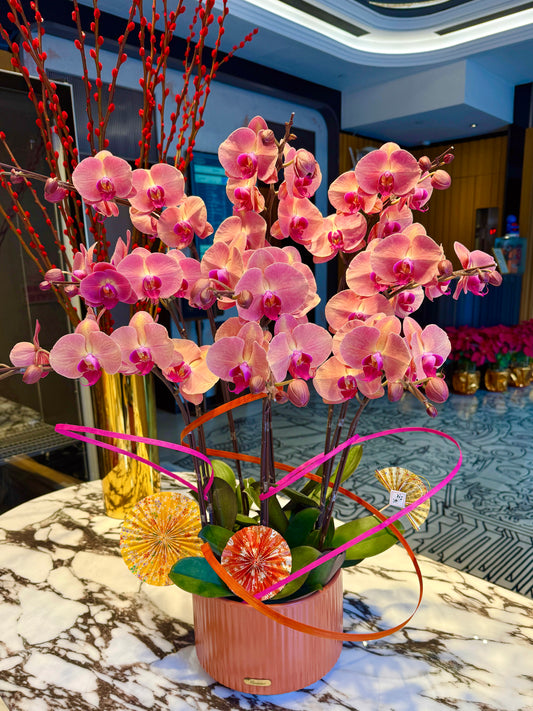 橙霞蝶影 - 9株賀年橙紅色蝴蝶蘭花擺設