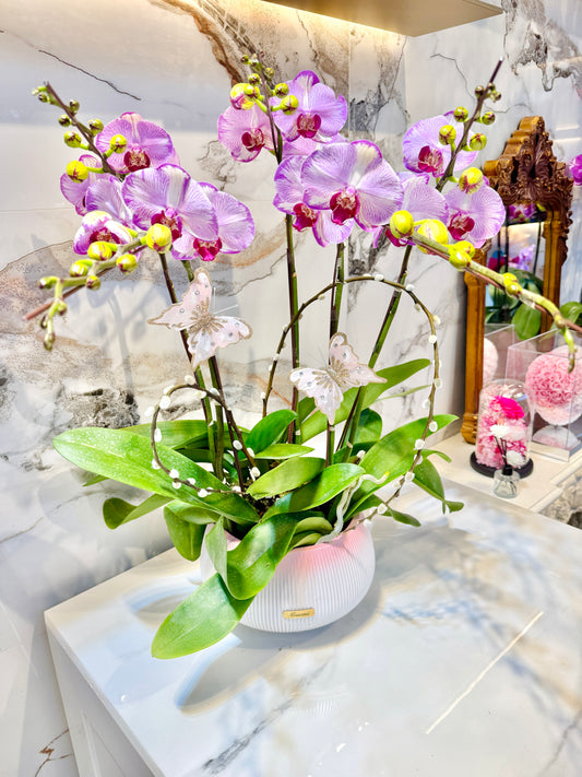 粉韻臻福 Pink Phalaenopsis Orchids