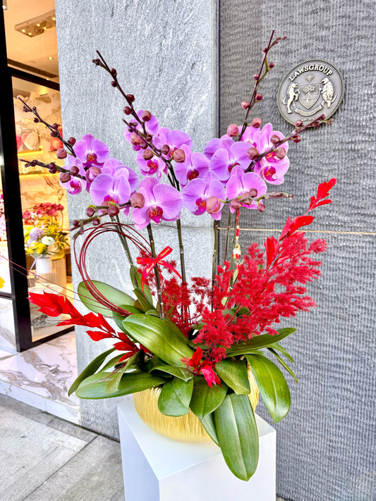 賀年大粉紅蝴蝶蘭花