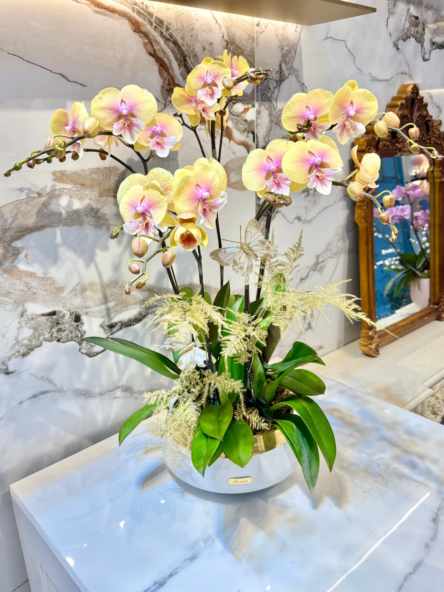 新春金粉蝶蘭 Yellow Phalaenopsis Orchids