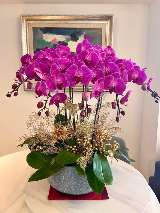 紅色賀年蘭花 Phalaenopsis Orchids (5 / 6 / 8 / 10/ 12 Stems)