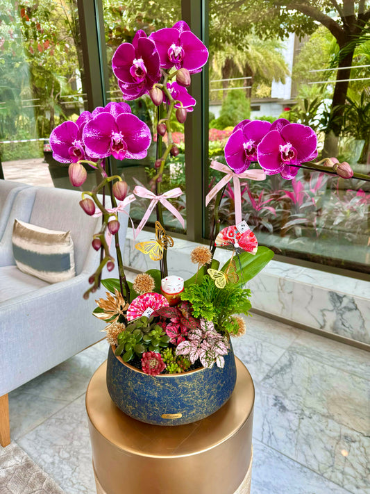 3 Stems of Orchids with Succulents