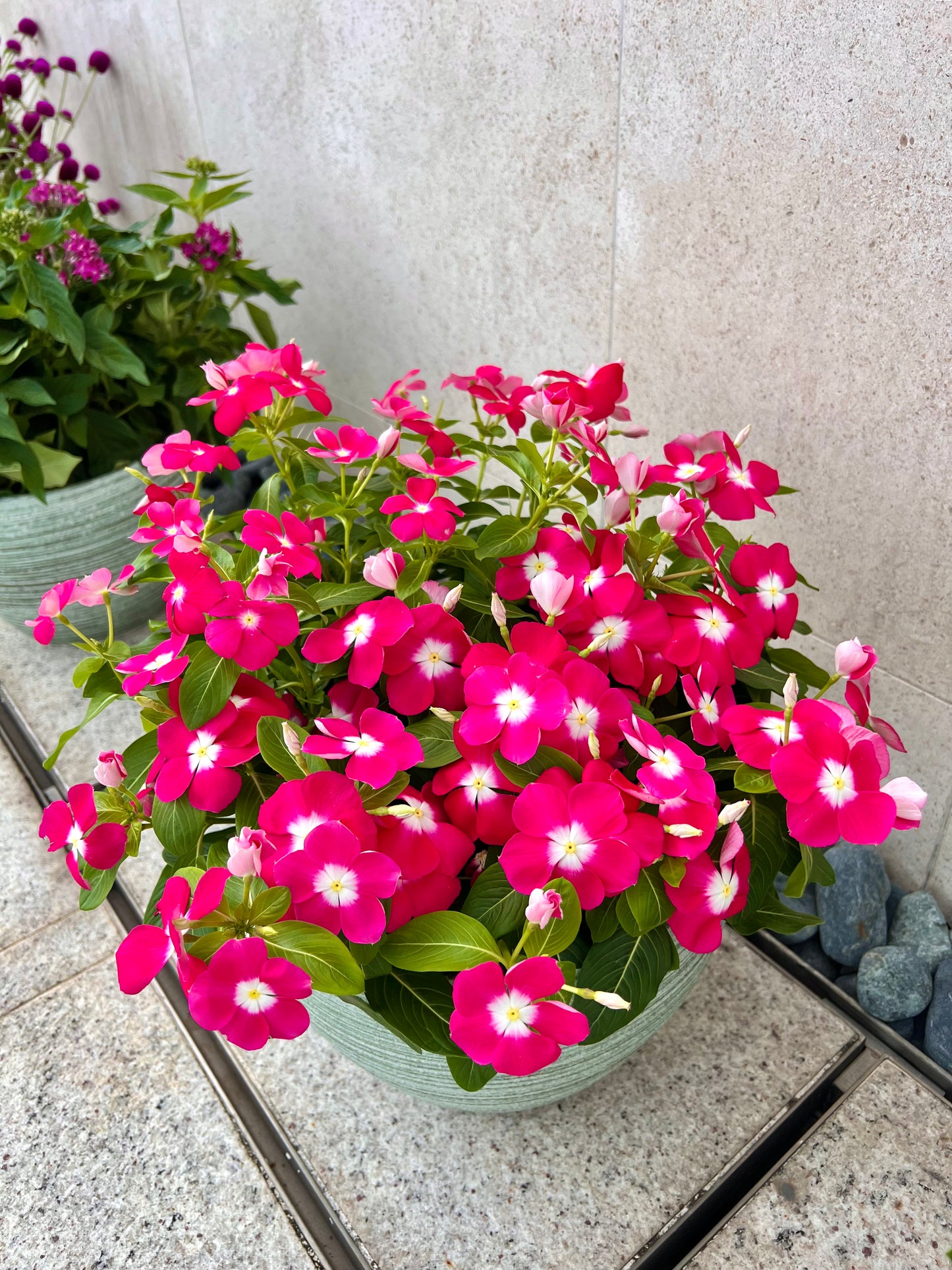 亮粉色長春花