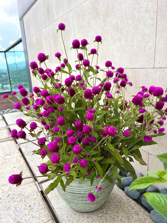 球花屬