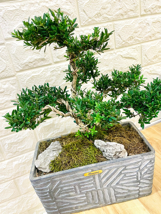 綠色家園植物 綠色植物針松盆栽