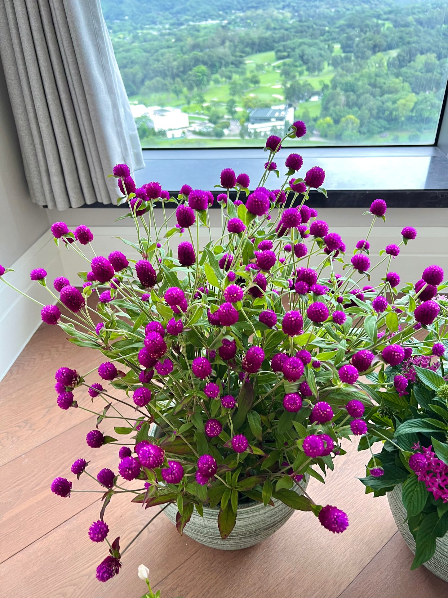 球花屬