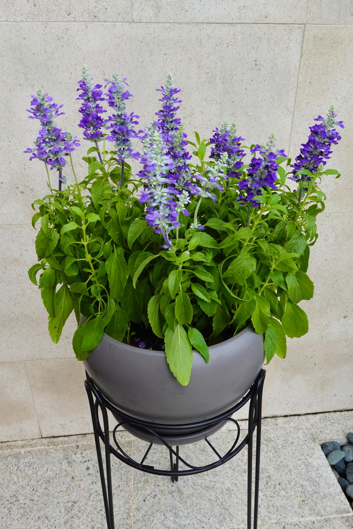 Lavender Salvia