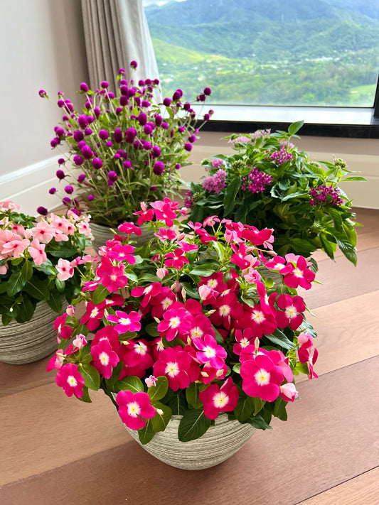 亮粉色長春花