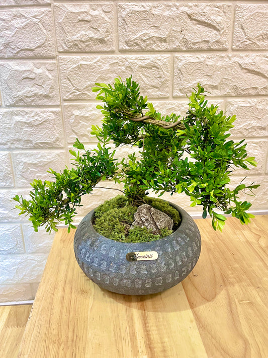 綠色家園植物 綠色植物黃陽盆栽