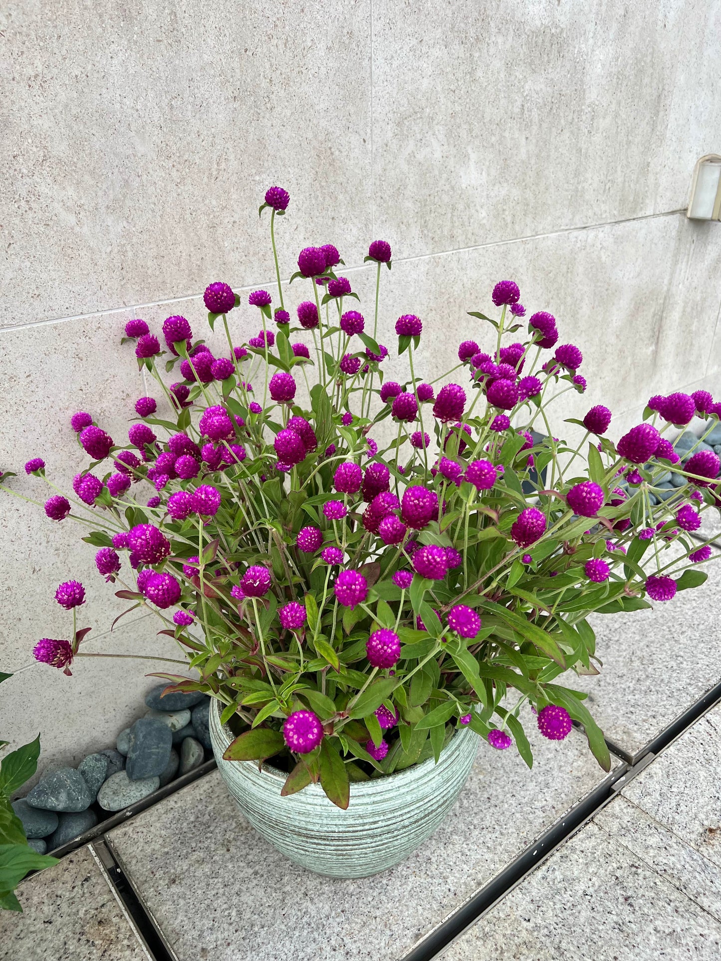 球花屬