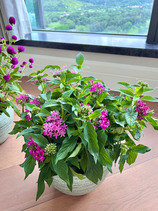五星花