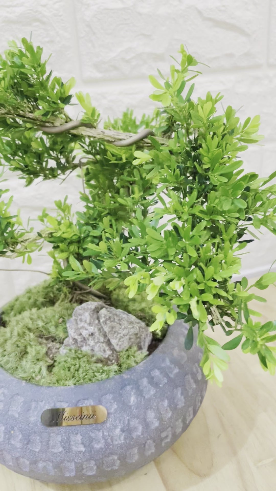 鴻陽　盆栽鉢　貴風盆栽 鴻陽盆栽鉢小品盆栽山野草